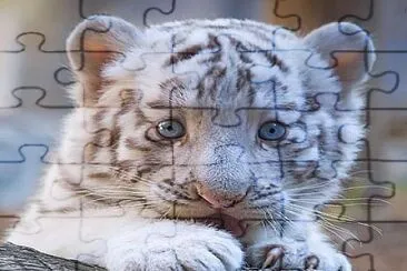 cachorrito jigsaw puzzle