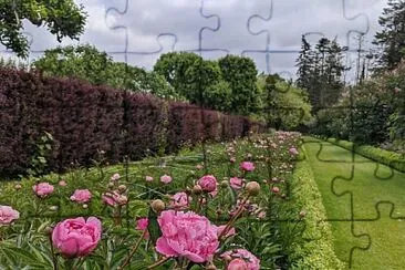 פאזל של flores