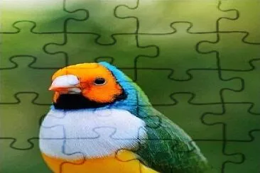 cores jigsaw puzzle