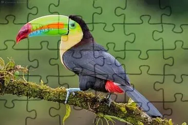 cores jigsaw puzzle