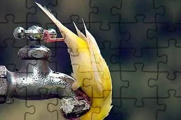 natural jigsaw puzzle