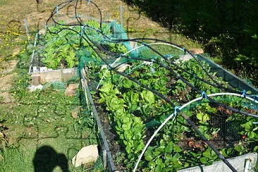 jardin