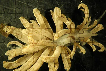 Phyllodesmium lizardense jigsaw puzzle
