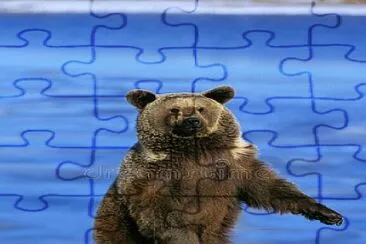 GRIZZLY BEAR STANDING ON HIND LEGS, ALASKA jigsaw puzzle