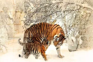 TIGRE SIBERIANO jigsaw puzzle