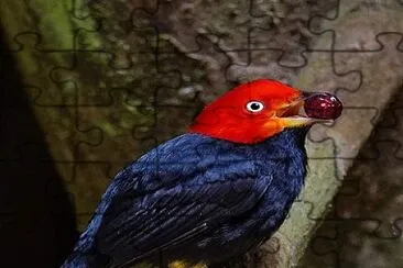 cores jigsaw puzzle