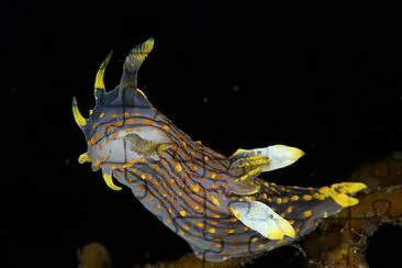 Polycera quadrilineata jigsaw puzzle