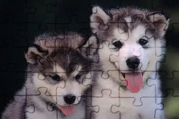 Perros