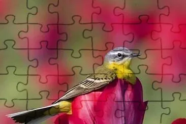 belleza jigsaw puzzle