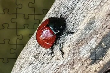Imagens jigsaw puzzle