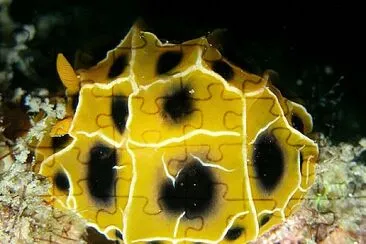 Reticulidia suzanneae jigsaw puzzle