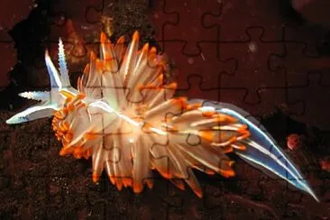 Phidana crassocornis jigsaw puzzle