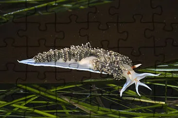 Phidiana hiltoni jigsaw puzzle