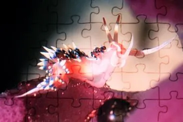 Phidiana indica jigsaw puzzle