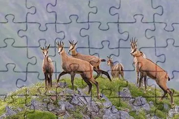 פאזל של imagem