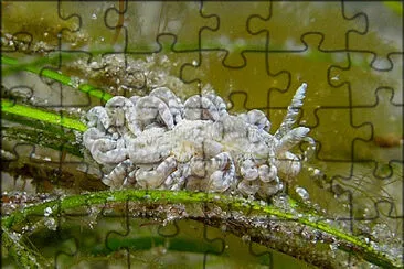Spurilla sargasicola jigsaw puzzle