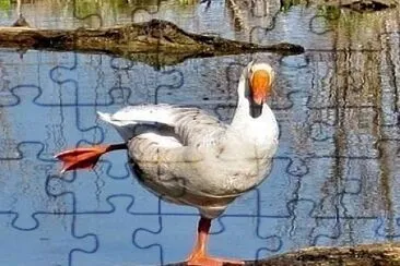 animales jigsaw puzzle