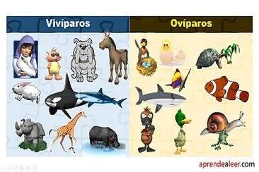 OvÃ­paros jigsaw puzzle