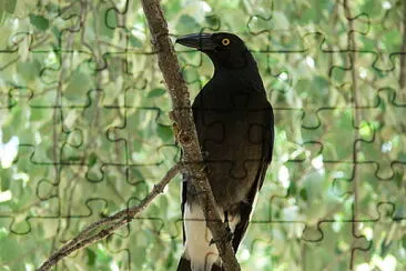 Strepera graculina jigsaw puzzle