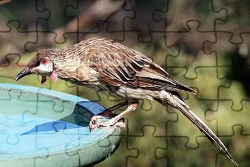Barbigliuto rosso jigsaw puzzle