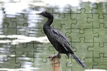 Piccolo cormorano nero jigsaw puzzle