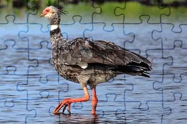 Chauna torquata jigsaw puzzle