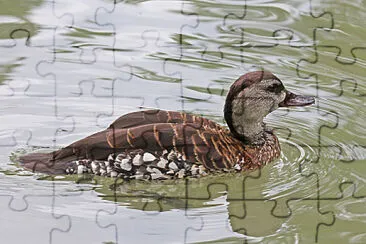 Dendrocigna macchiata jigsaw puzzle