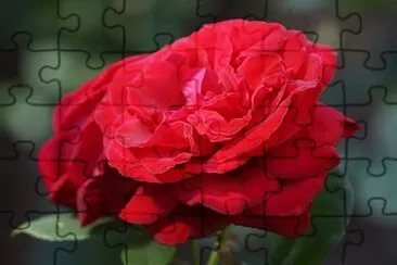 flores jigsaw puzzle