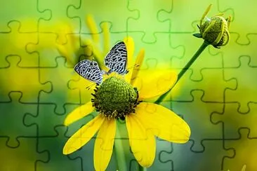 PolinizaÃ§Ã£o jigsaw puzzle