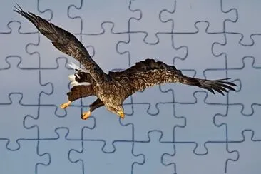 Aquila di mare coda bianca jigsaw puzzle