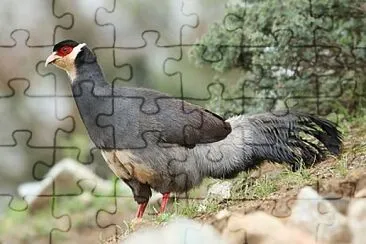 Fagiano orecchiuto del tibet jigsaw puzzle