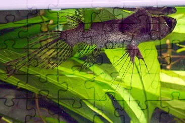 Farfalla africano jigsaw puzzle