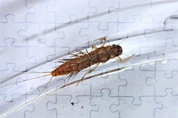 Paraleptophlebia