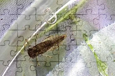 Cinygmula subaequalis
