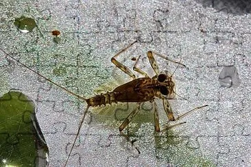Epeorus fragilis