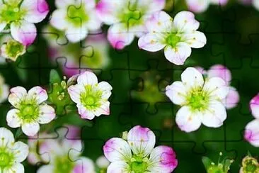 flower jigsaw puzzle