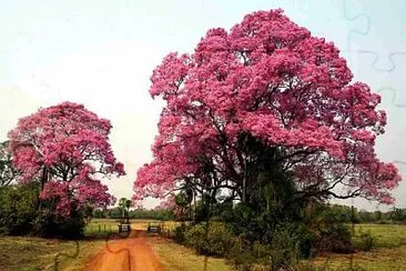 BrÃ©sil-pantanal jigsaw puzzle