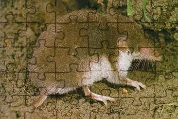 Crocidura ventre bianco jigsaw puzzle
