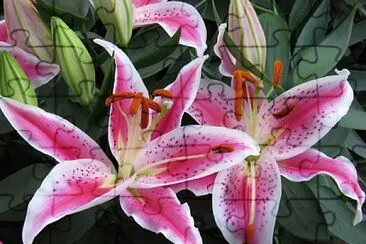 פאזל של flores