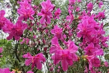 flores jigsaw puzzle
