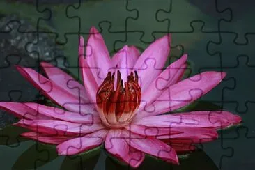 Pink lotus jigsaw puzzle