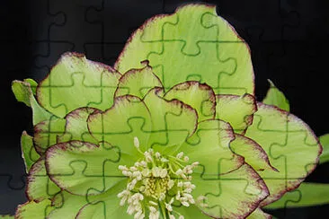 Green flower