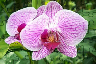 Orquí­dea tricolor jigsaw puzzle