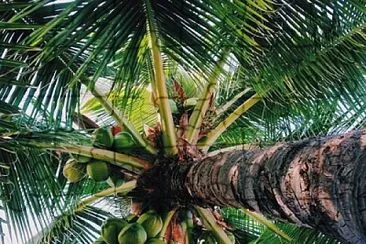 Palm tree with coconuts jigsaw puzzle