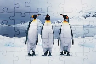 Penguins trio