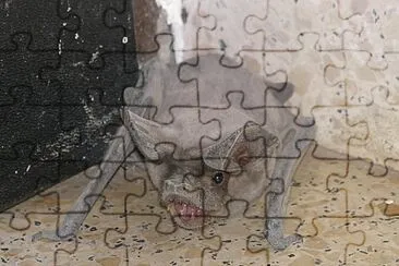 Tadarida jigsaw puzzle