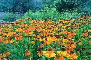 flores