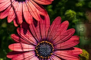 flores jigsaw puzzle