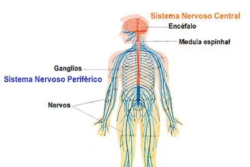 Sistema nervoso