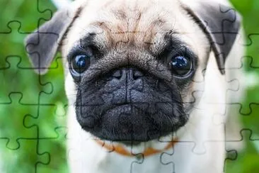 פאזל של pug